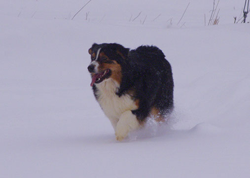 Berger australien Ellwen