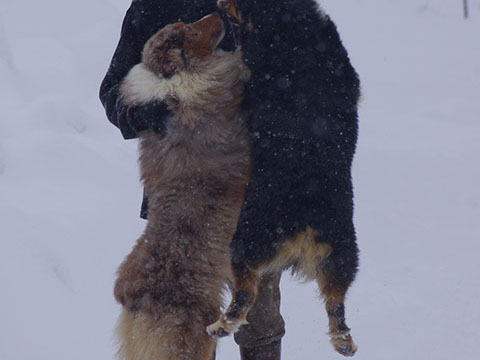 berger australien ellwen