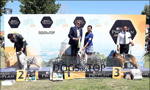 berger australien australian shepherd