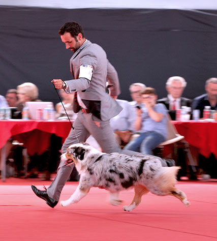 berger australien australian shepherd