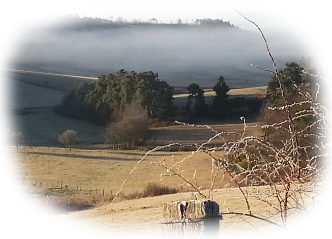 berger australien australian shepherd